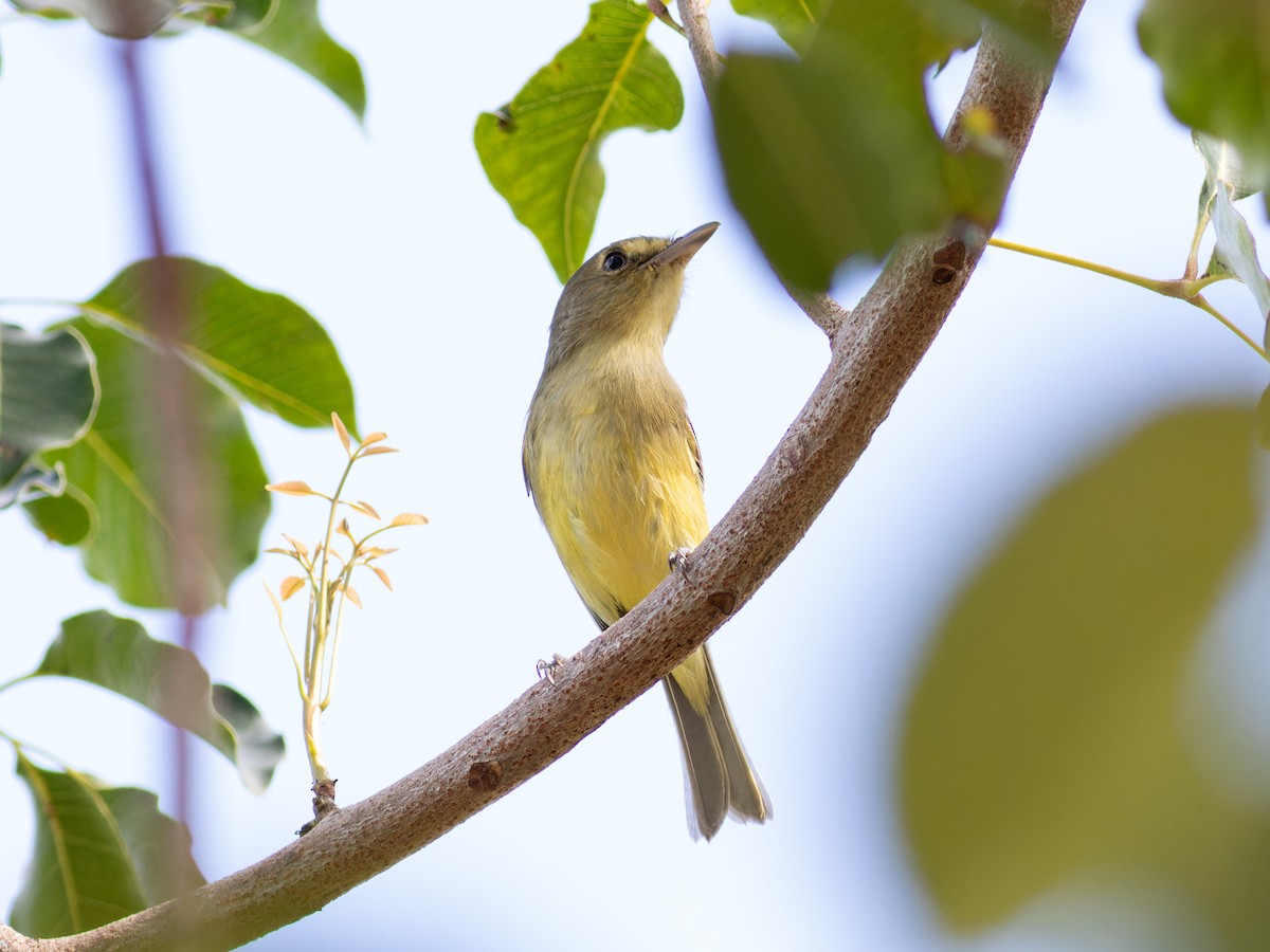 Mangrove Vireo - ML647056417
