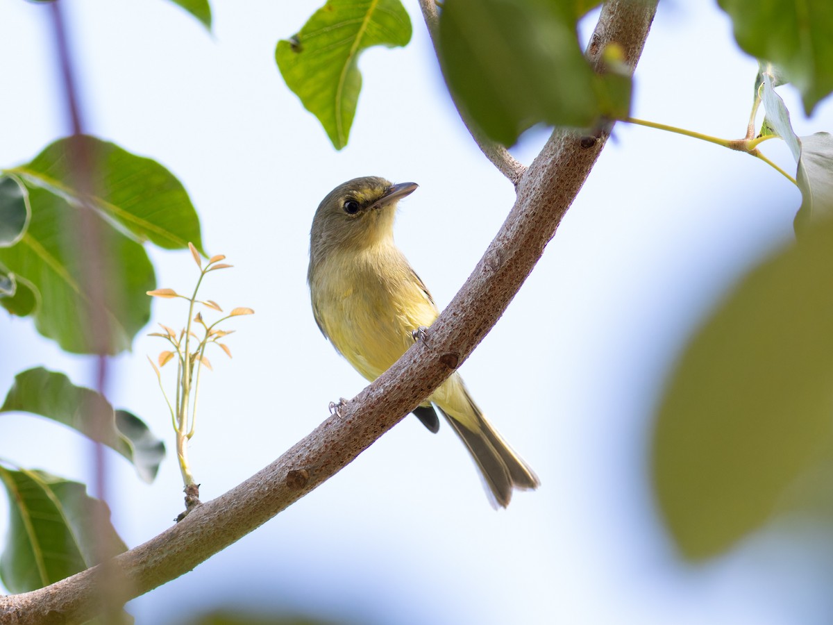 Mangrove Vireo - ML647056418