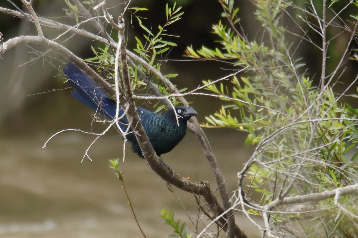 Greater Ani - ML647056427