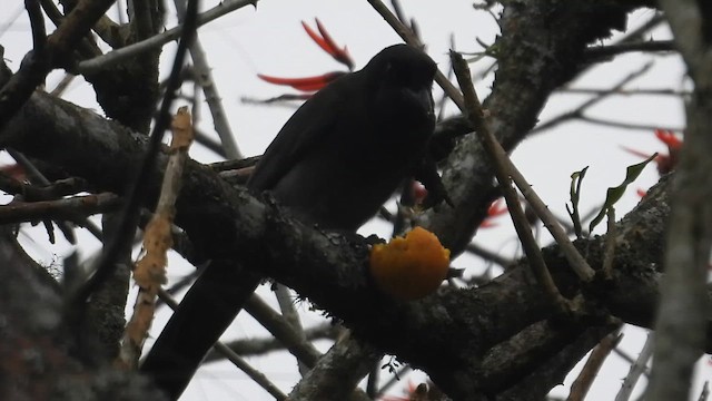 Brown Jay - ML647056428