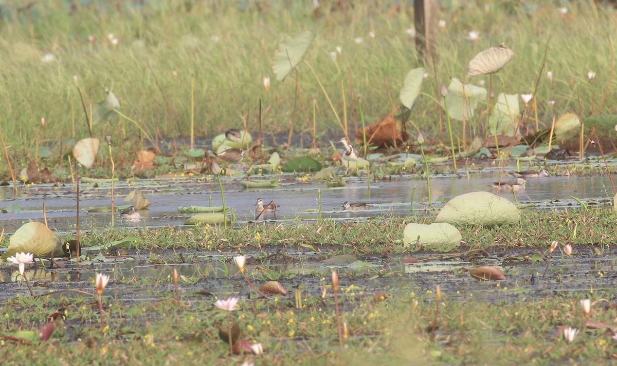 Cotton Pygmy-Goose - ML647056431