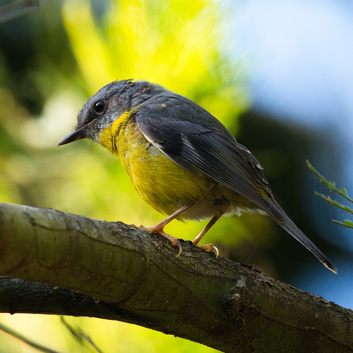 Eastern Yellow Robin - ML647056432
