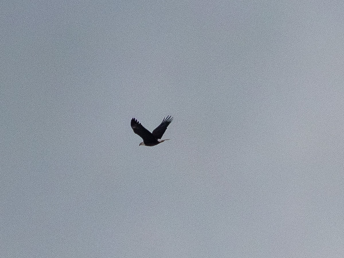 Белоголовый орлан - ML647056433