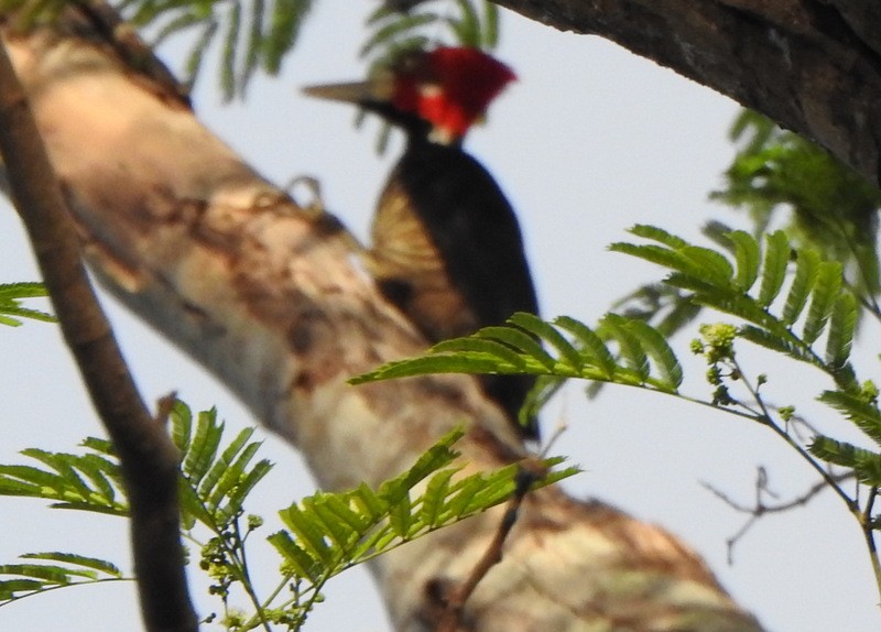 Crimson-crested Woodpecker - ML647056448