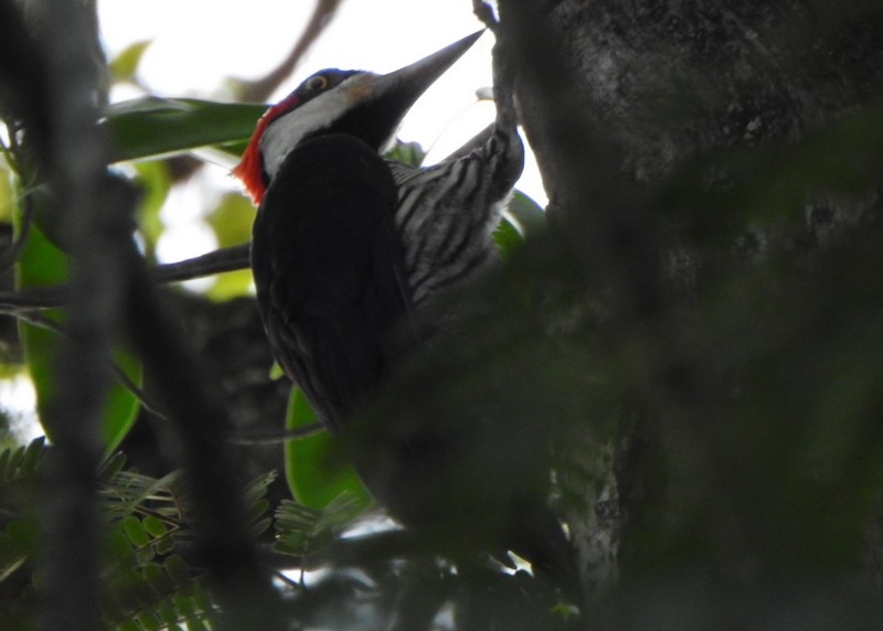 Crimson-crested Woodpecker - ML647056449