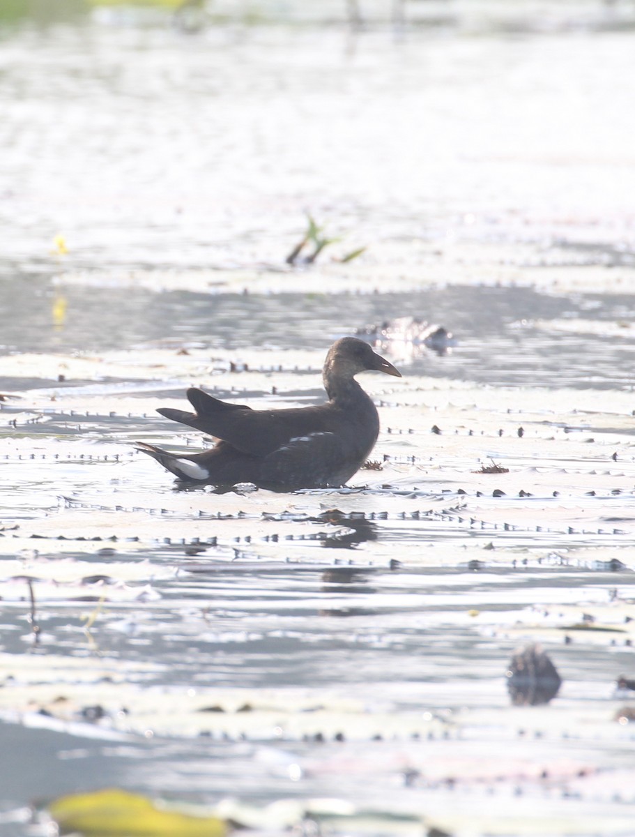Eurasian Moorhen - ML647056450