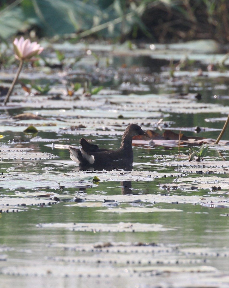Eurasian Moorhen - ML647056451