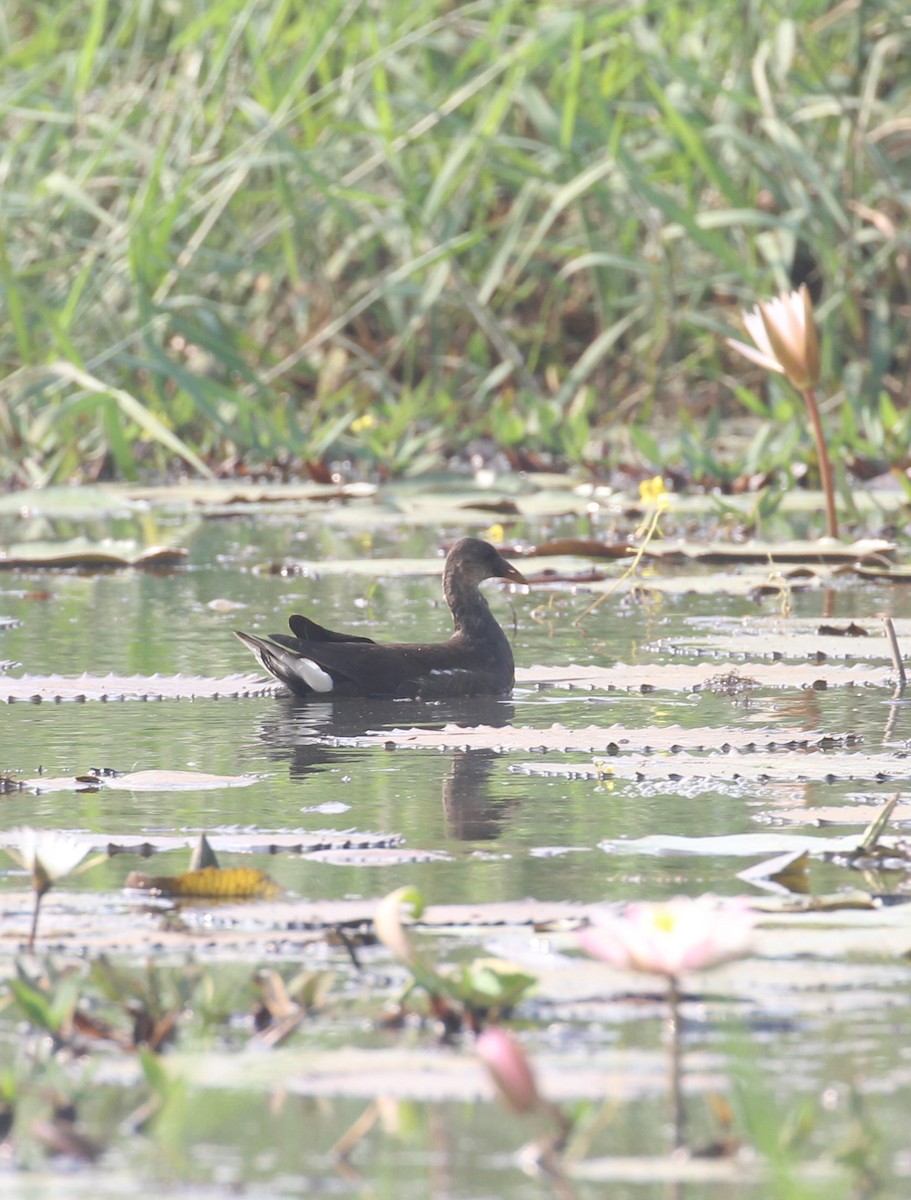 Eurasian Moorhen - ML647056452