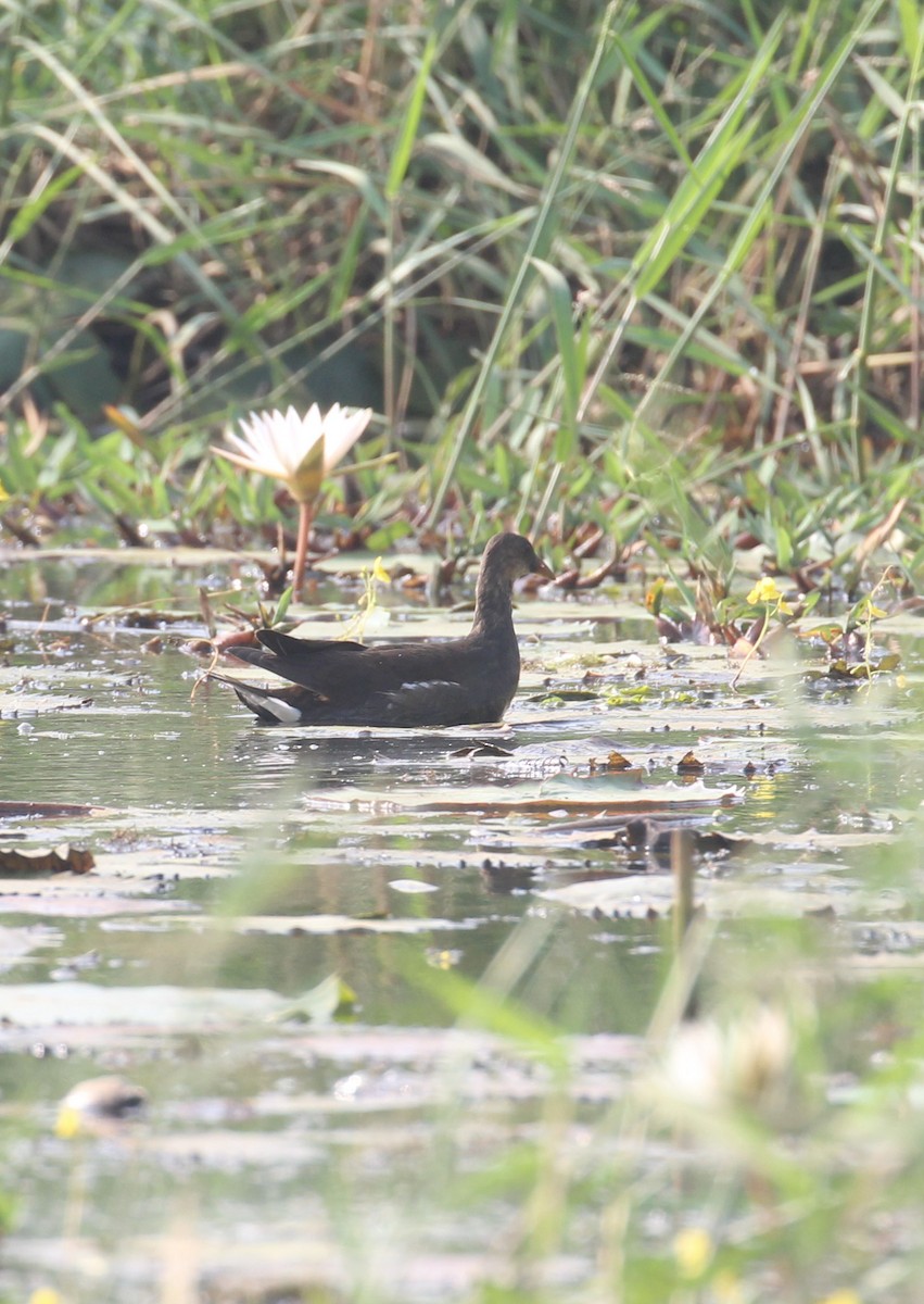 Eurasian Moorhen - ML647056453