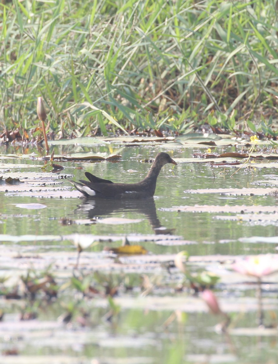 Eurasian Moorhen - ML647056454