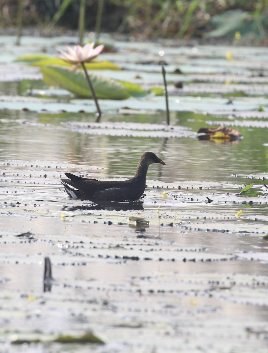 Eurasian Moorhen - ML647056455