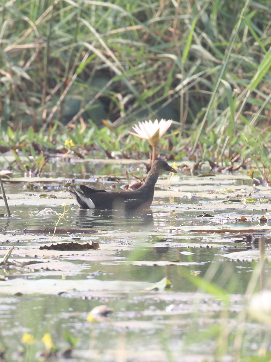 Eurasian Moorhen - ML647056456