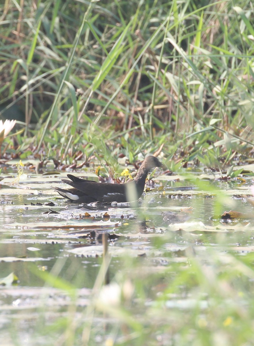 Eurasian Moorhen - ML647056457