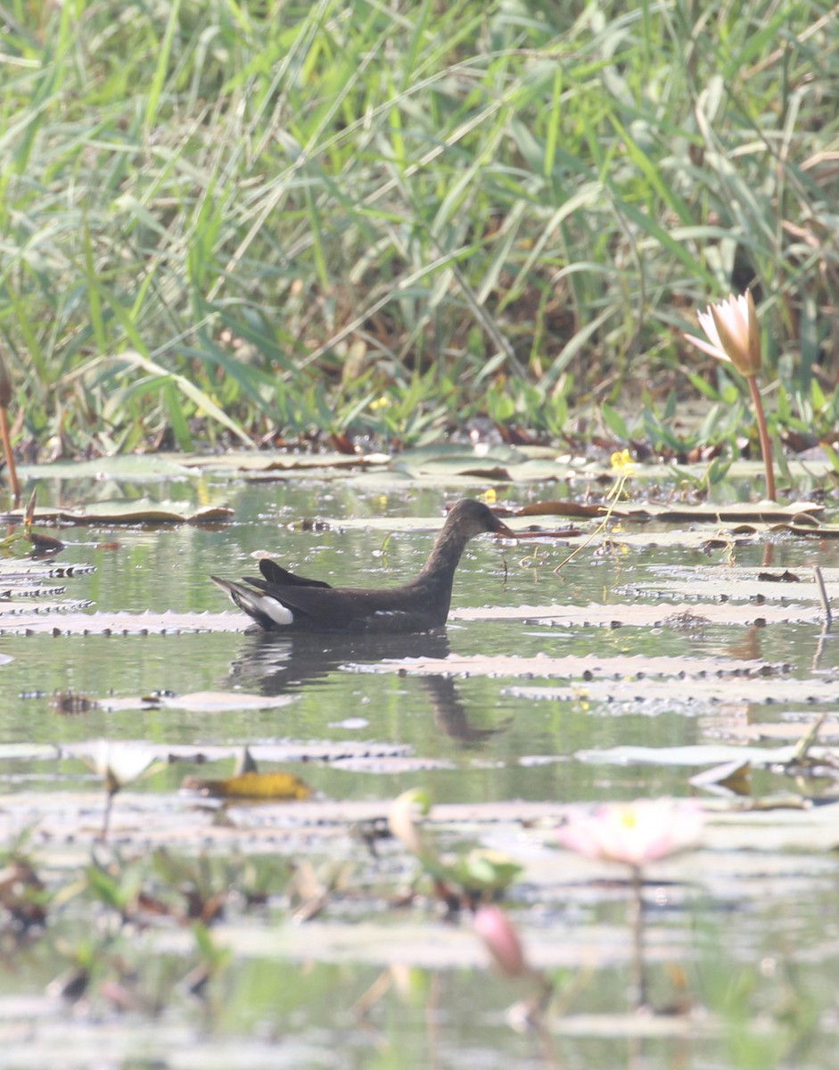 Eurasian Moorhen - ML647056458