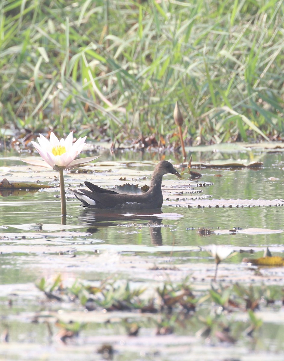 Eurasian Moorhen - ML647056459