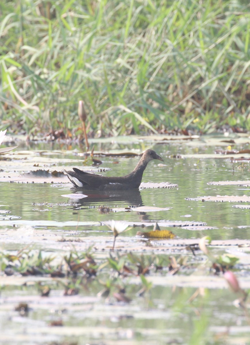 Eurasian Moorhen - ML647056460