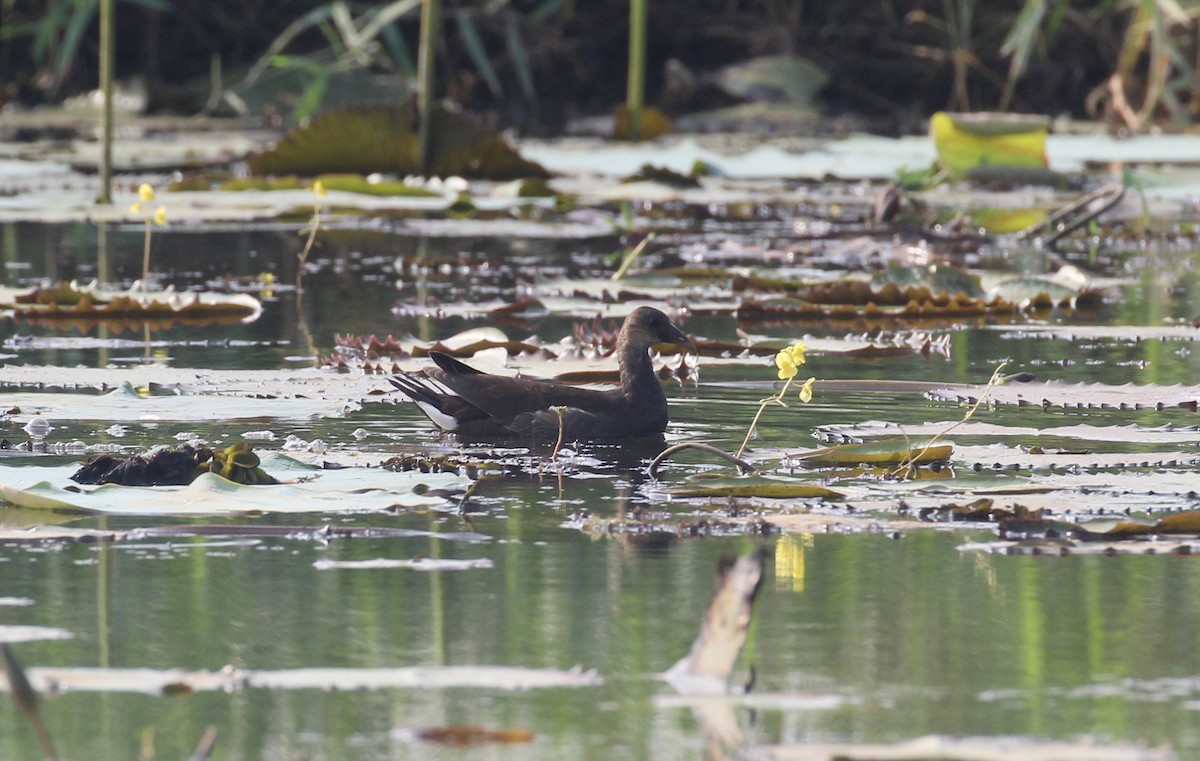 Eurasian Moorhen - ML647056461