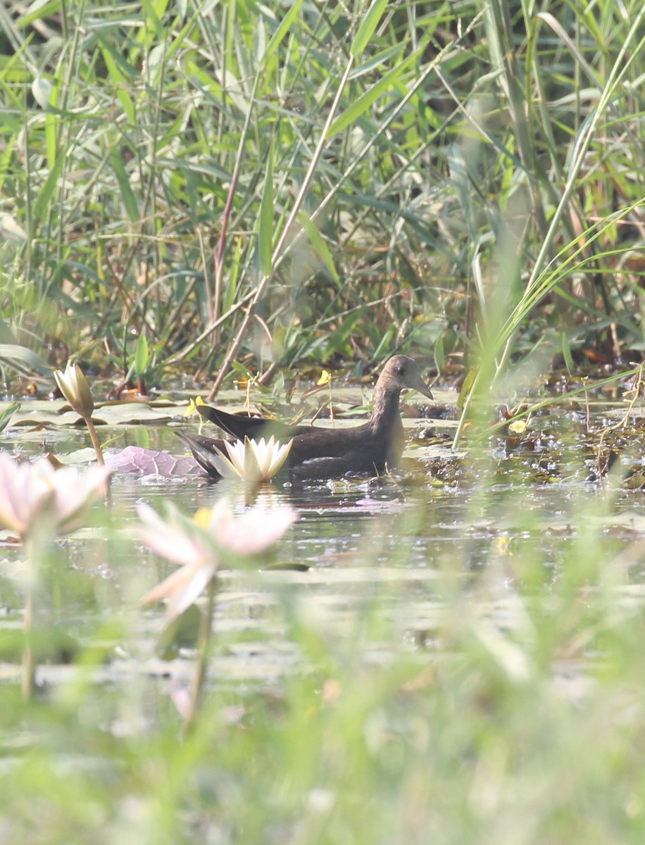 Eurasian Moorhen - ML647056462