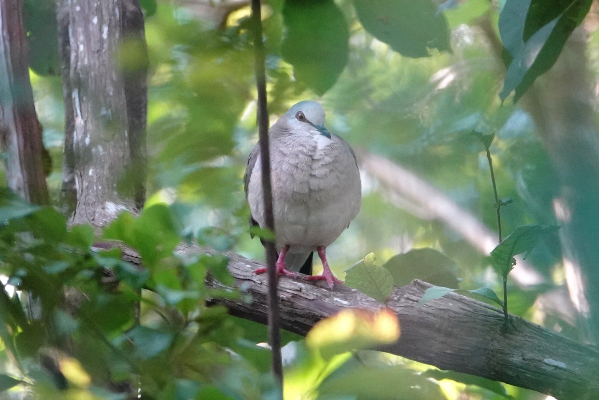 Karayip Kumrusu - ML647056468