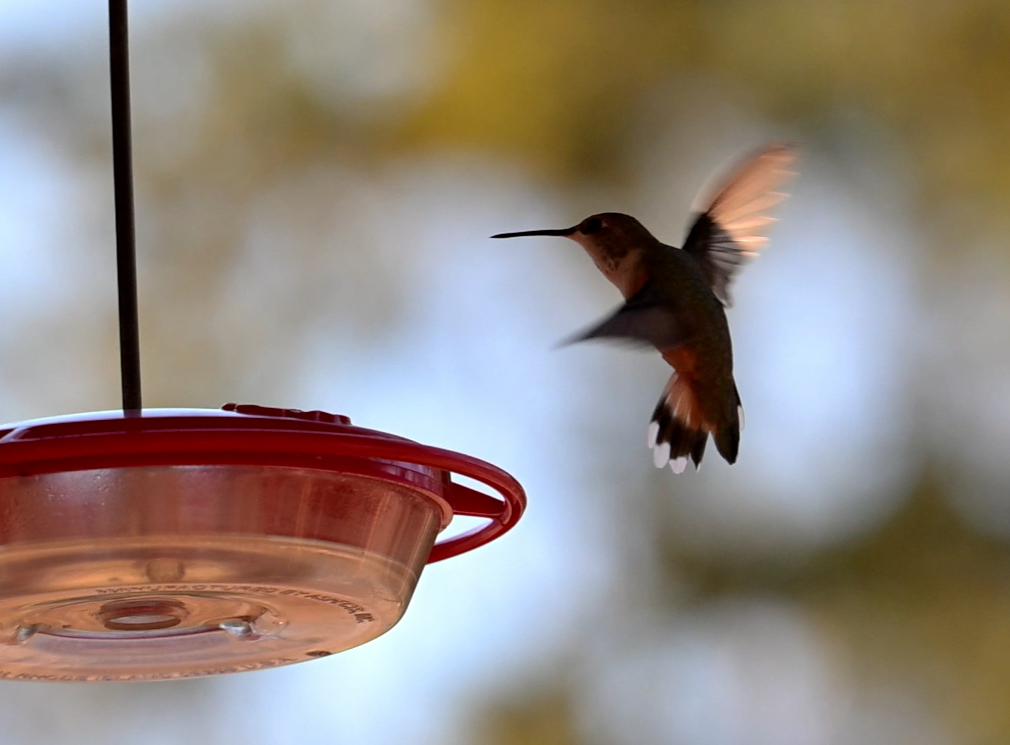 Kızıl Sırtlı Kolibri - ML647056471