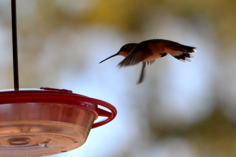 Kızıl Sırtlı Kolibri - ML647056472