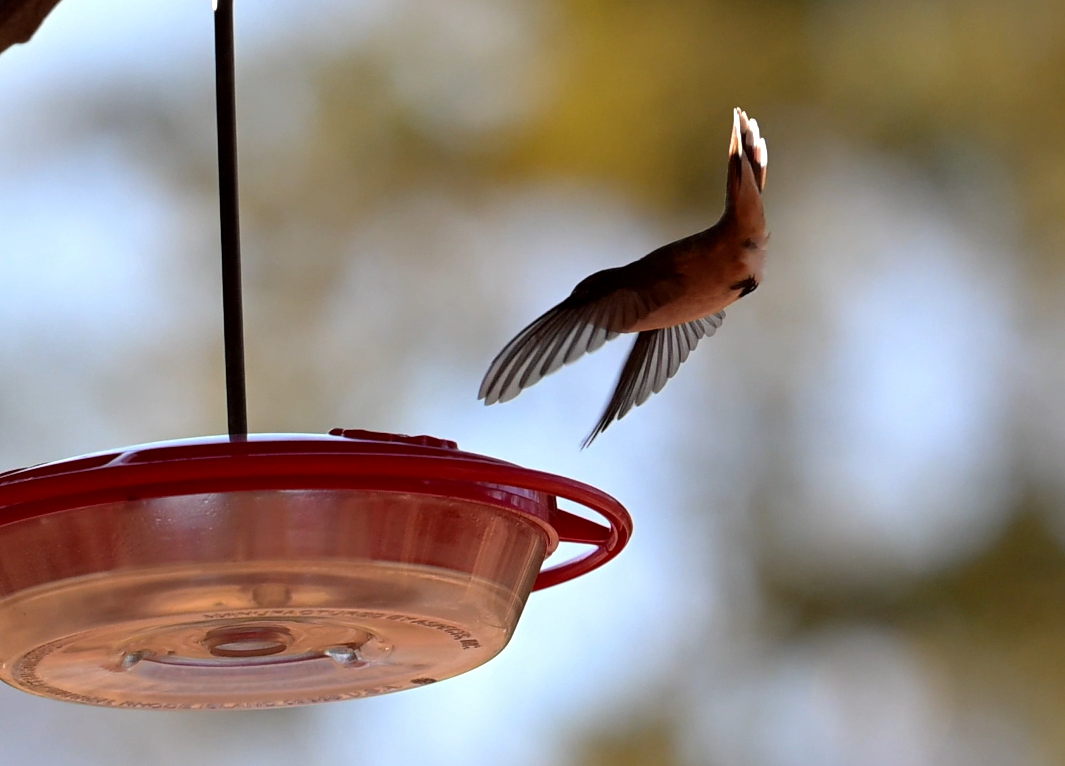 Kızıl Sırtlı Kolibri - ML647056473