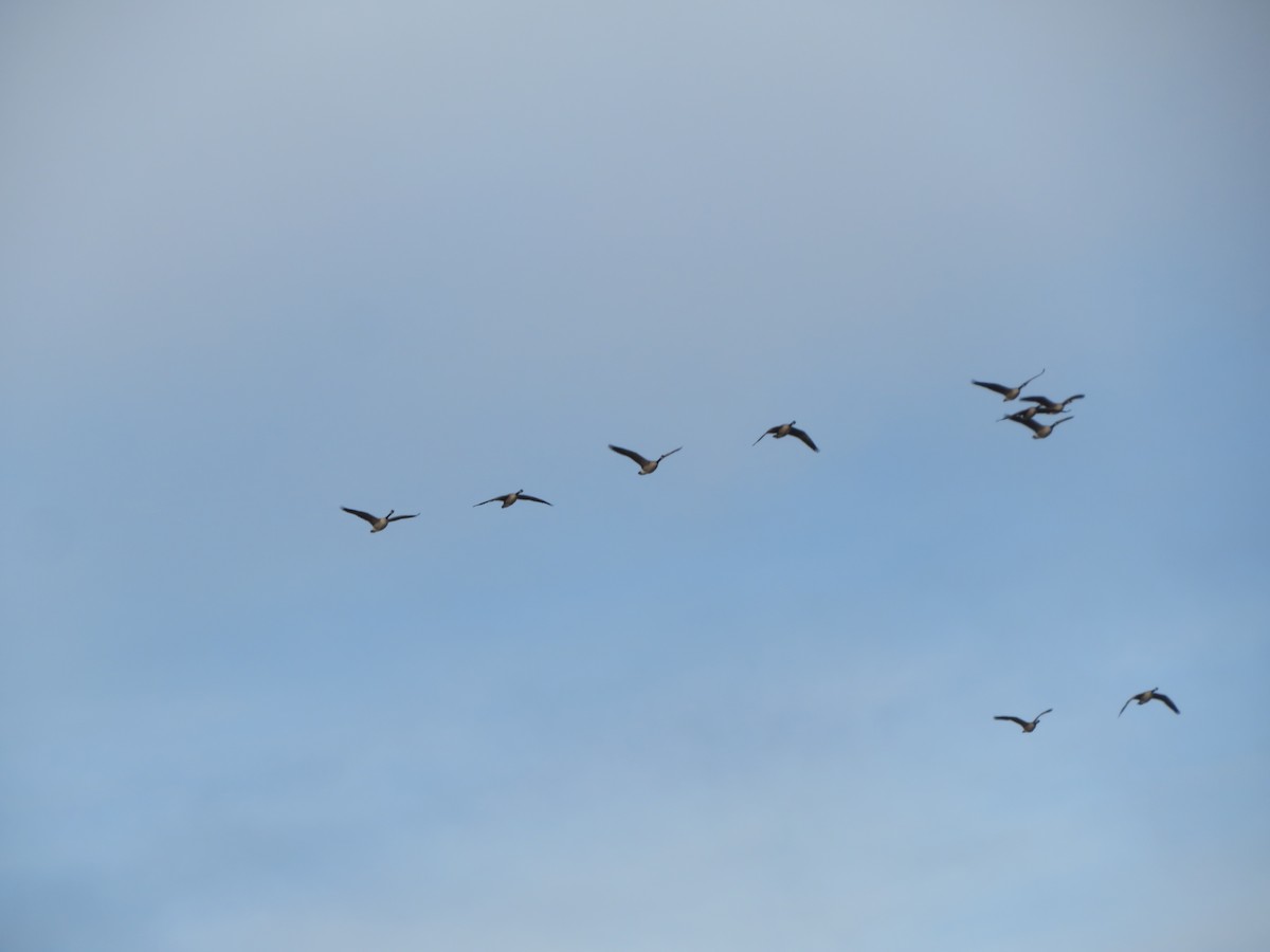 Kanada Kazı - ML647056474