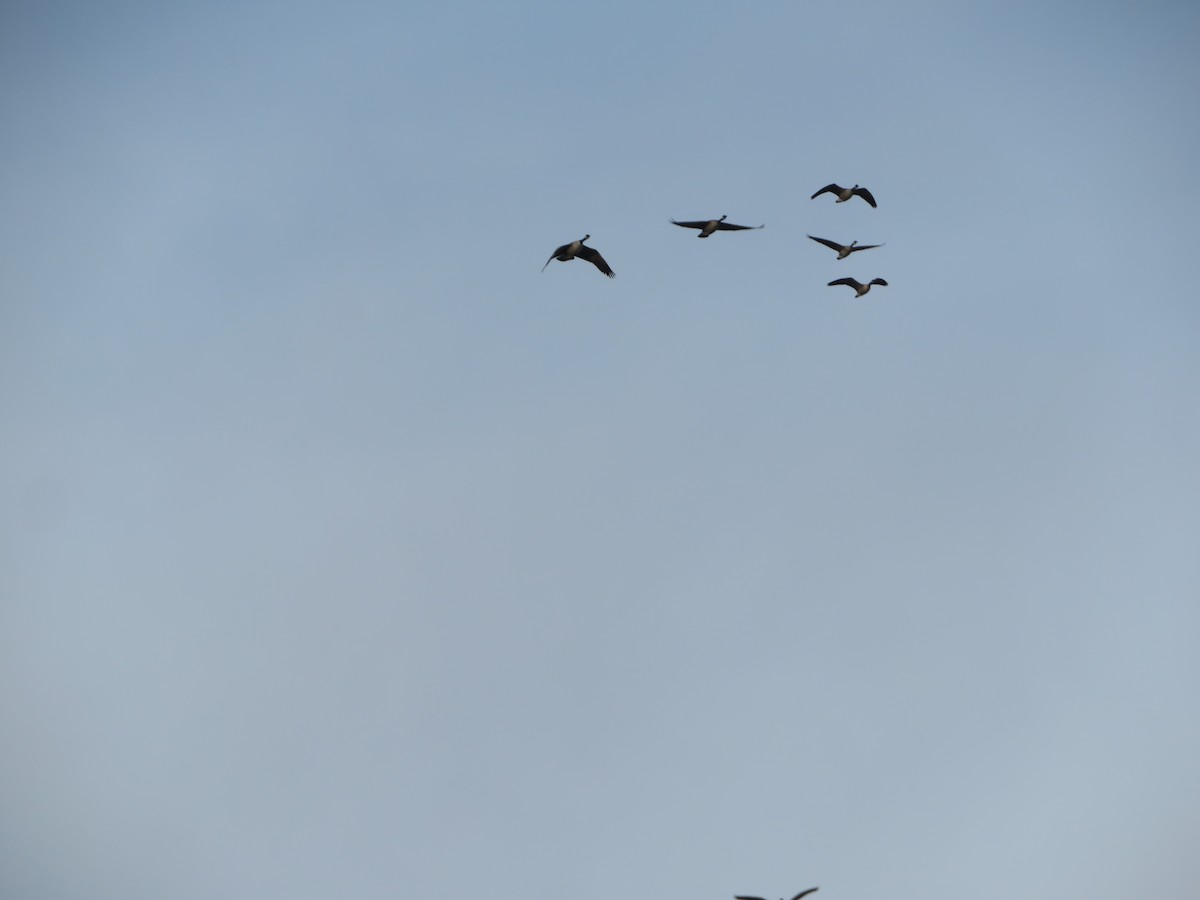 Kanada Kazı - ML647056475