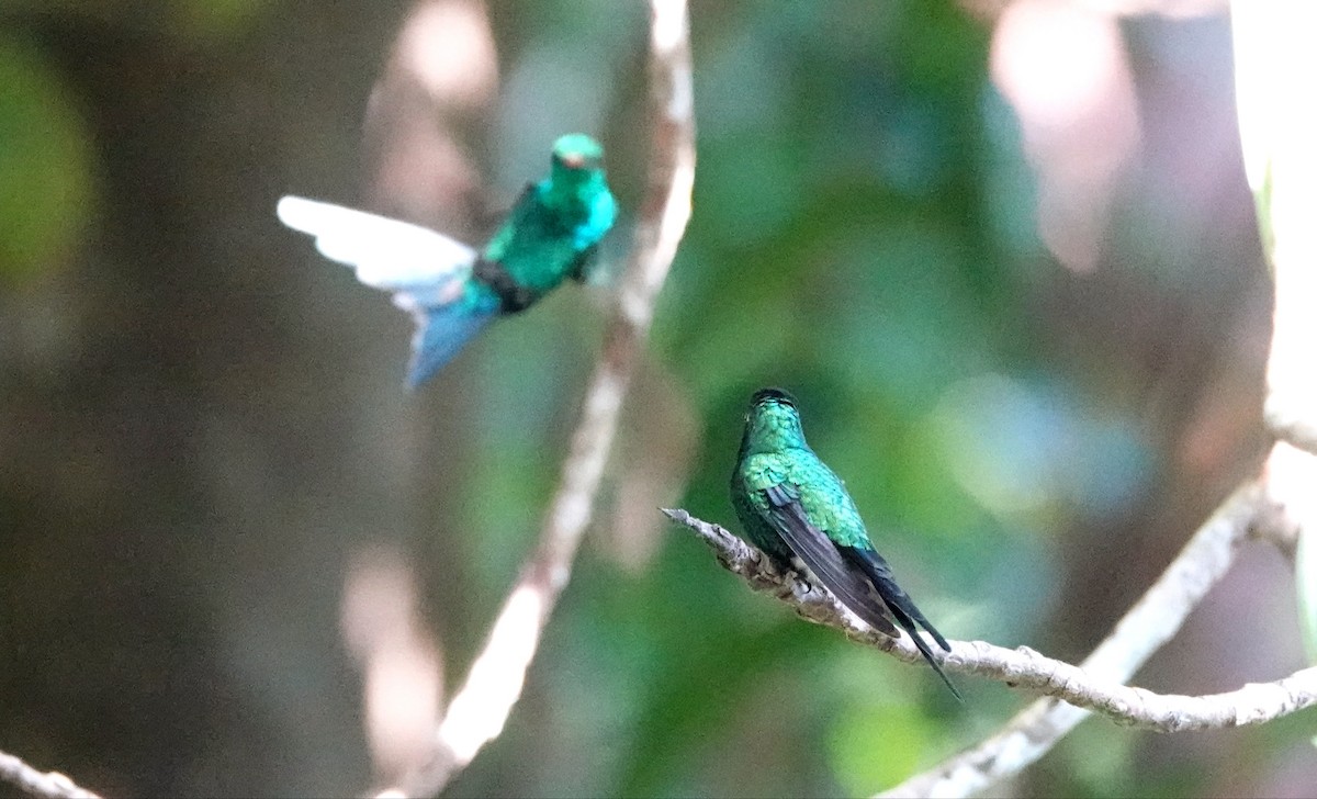 Émeraude de Cozumel - ML647056476