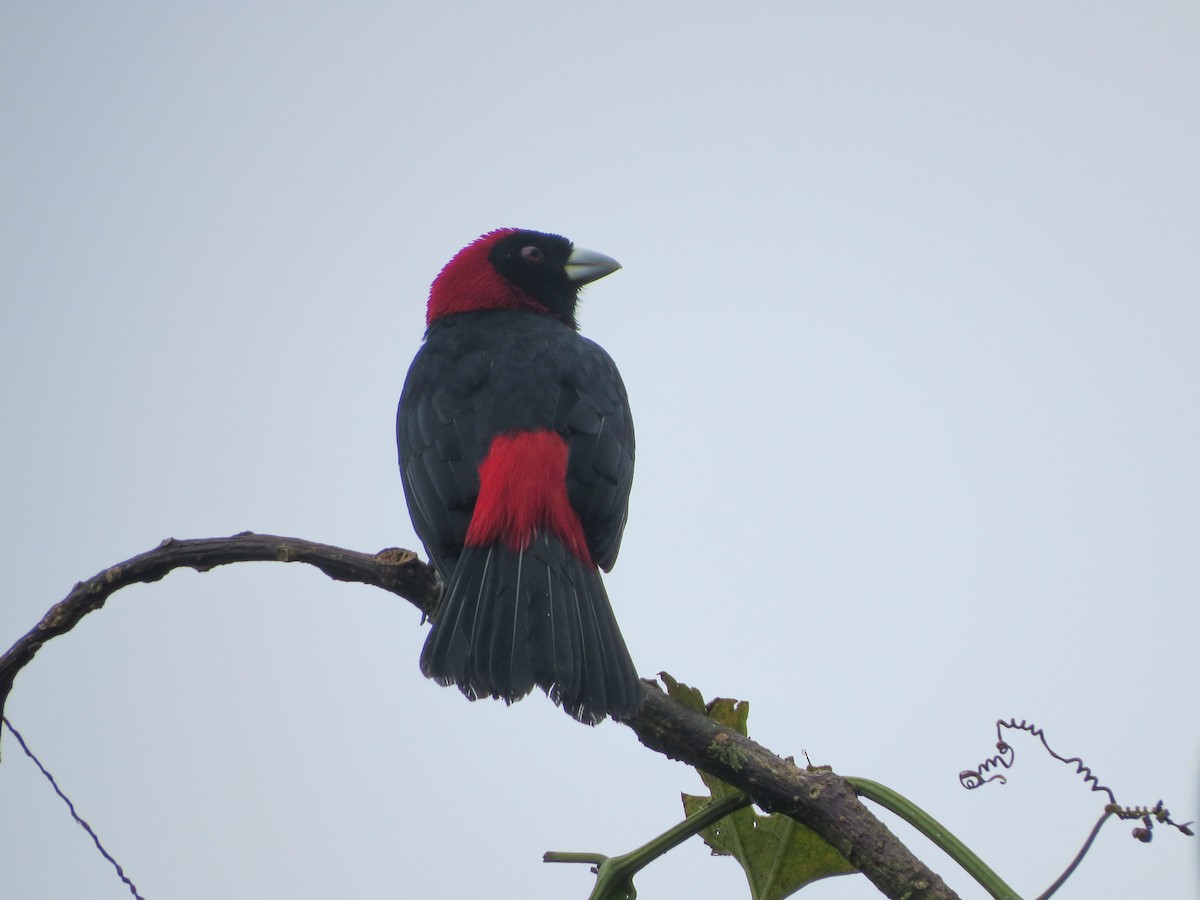 Crimson-collared Tanager - ML647056477