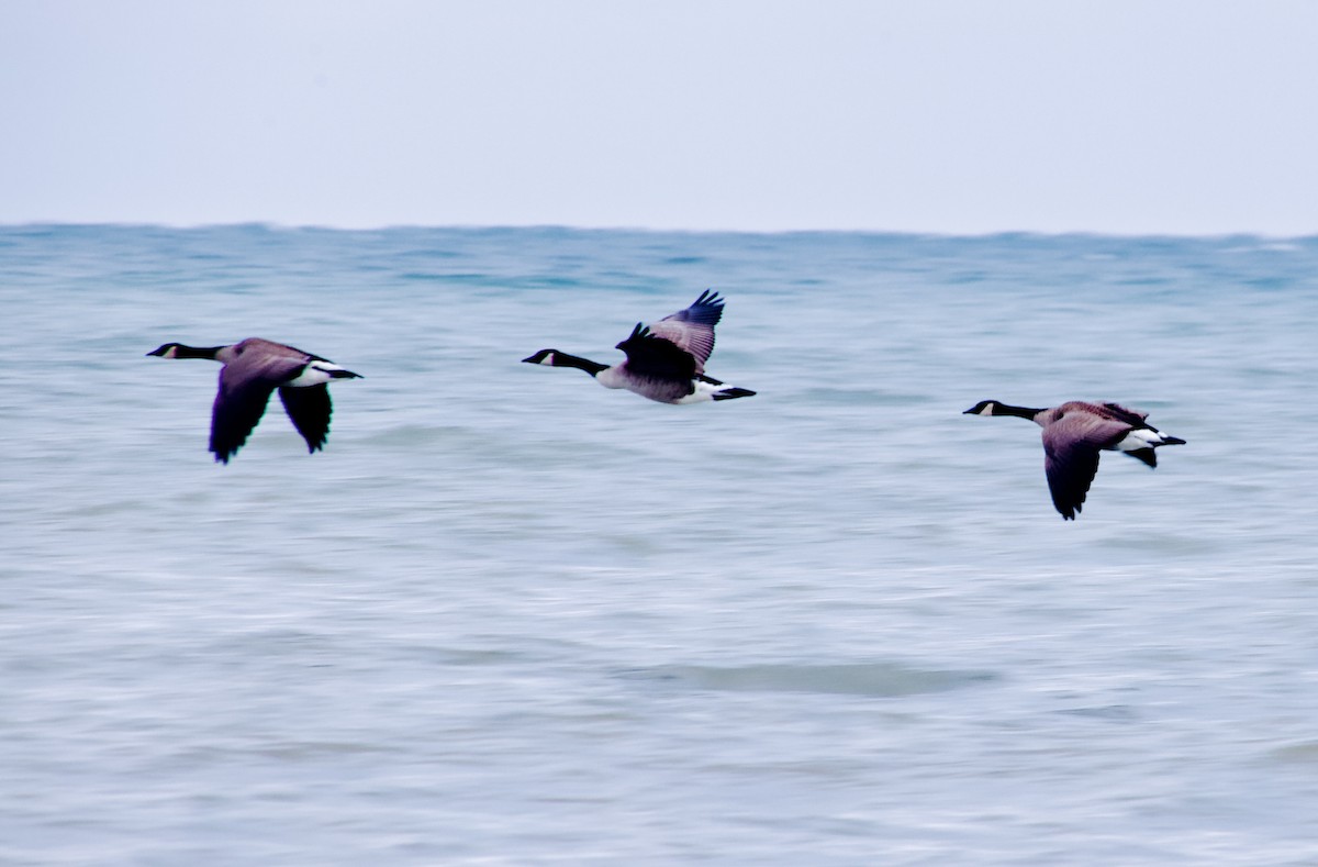 Kanada Kazı - ML647056480