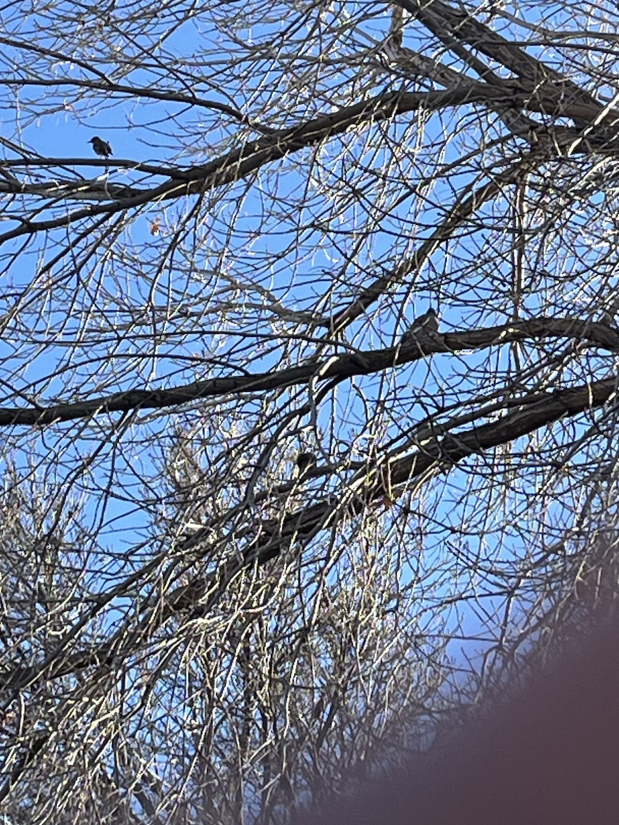 White-winged Dove - ML647056483