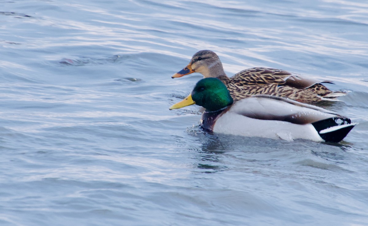 Mallard - ML647056487