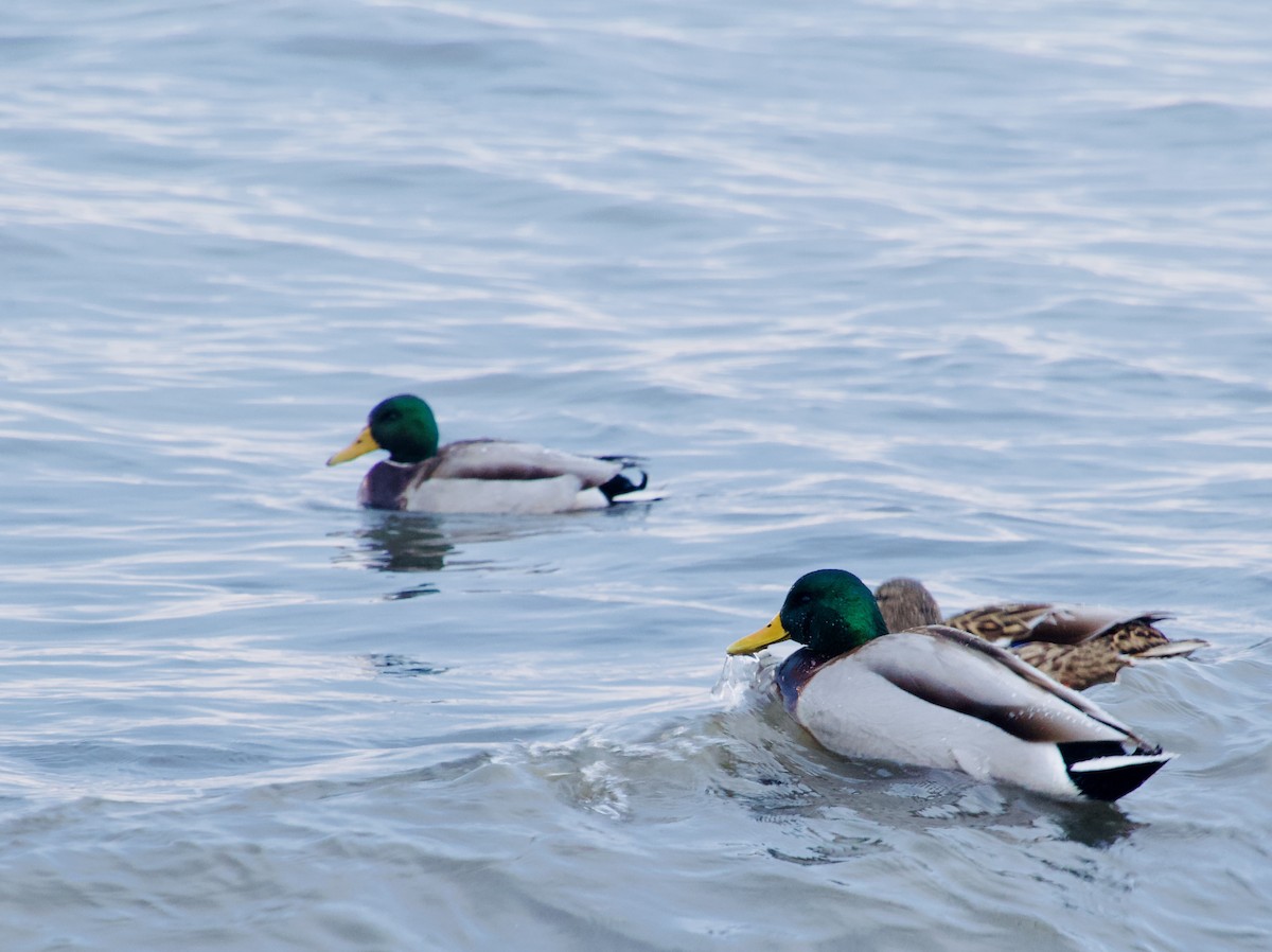 Mallard - ML647056488