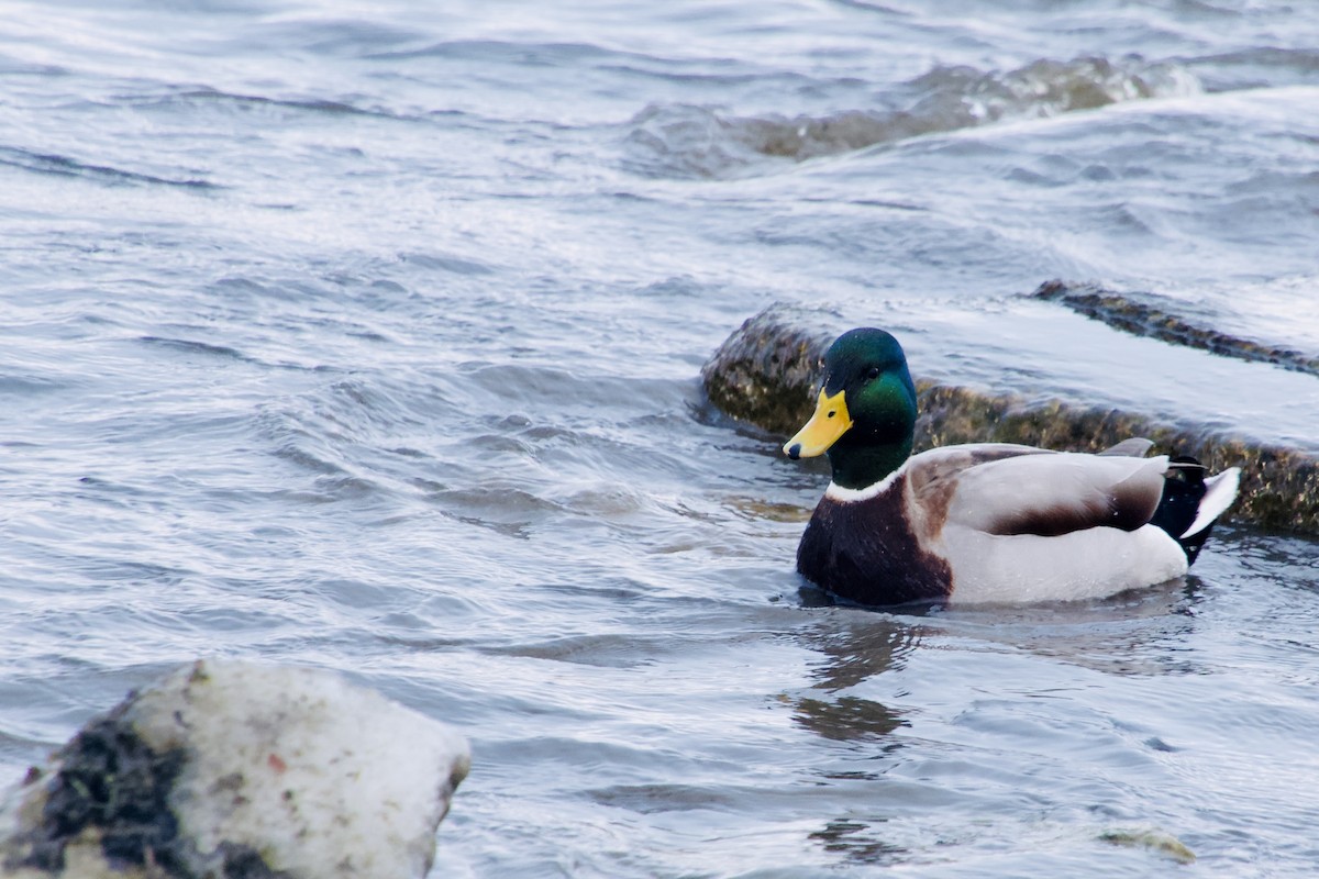 Mallard - ML647056489