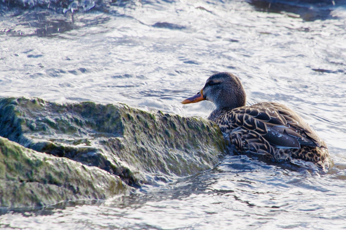 Mallard - ML647056490