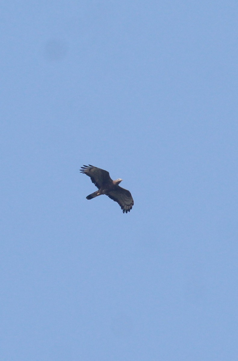 Oriental Honey-buzzard - ML647056500