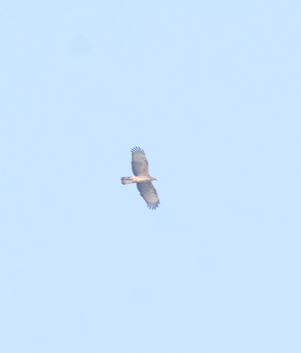 Oriental Honey-buzzard - ML647056501