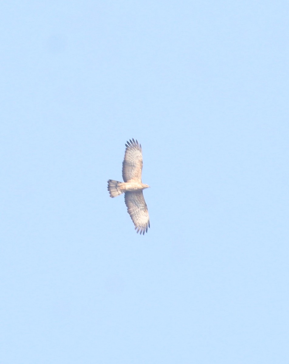 Oriental Honey-buzzard - ML647056502