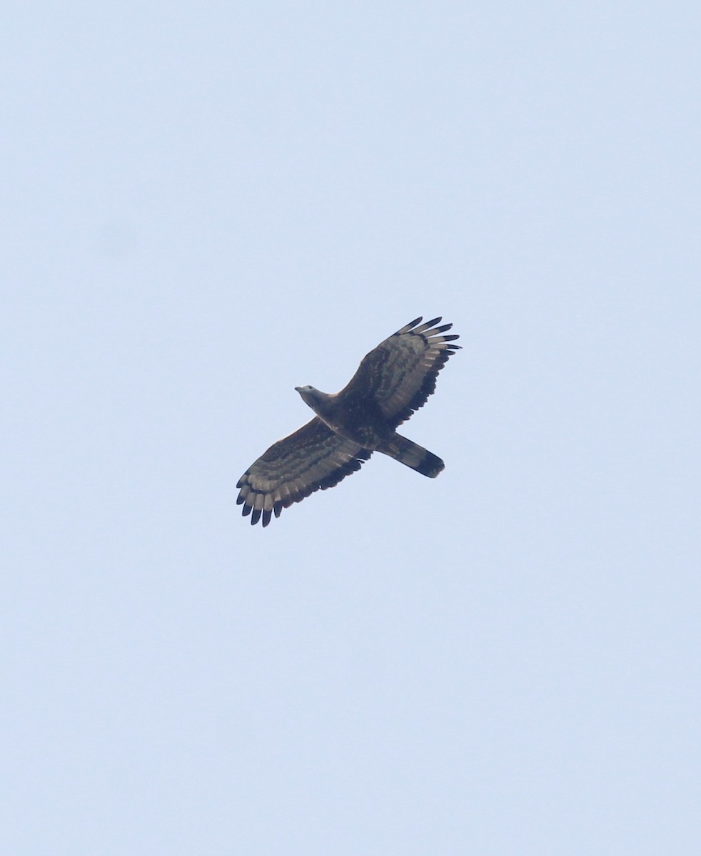 Oriental Honey-buzzard - ML647056503