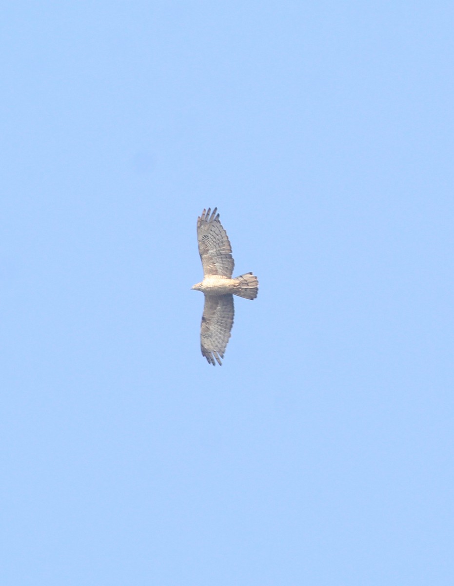 Oriental Honey-buzzard - ML647056504