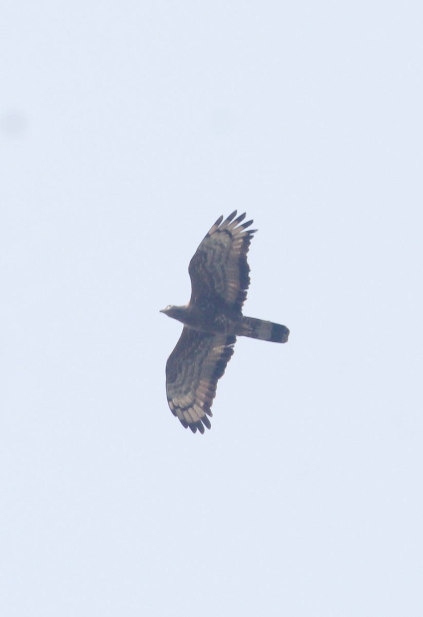 Oriental Honey-buzzard - ML647056505