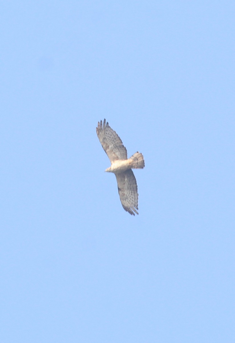 Oriental Honey-buzzard - ML647056506