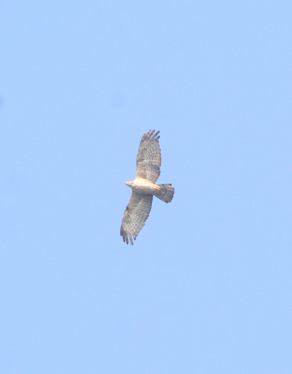 Oriental Honey-buzzard - ML647056507