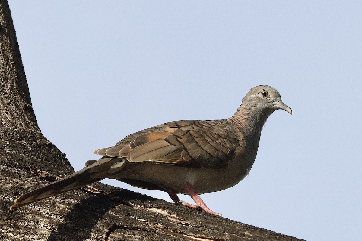 Bar-shouldered Dove - ML647056508