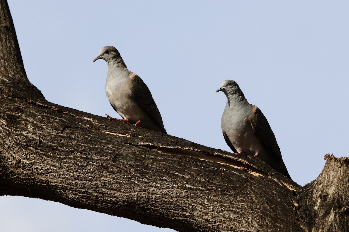 Bar-shouldered Dove - ML647056511