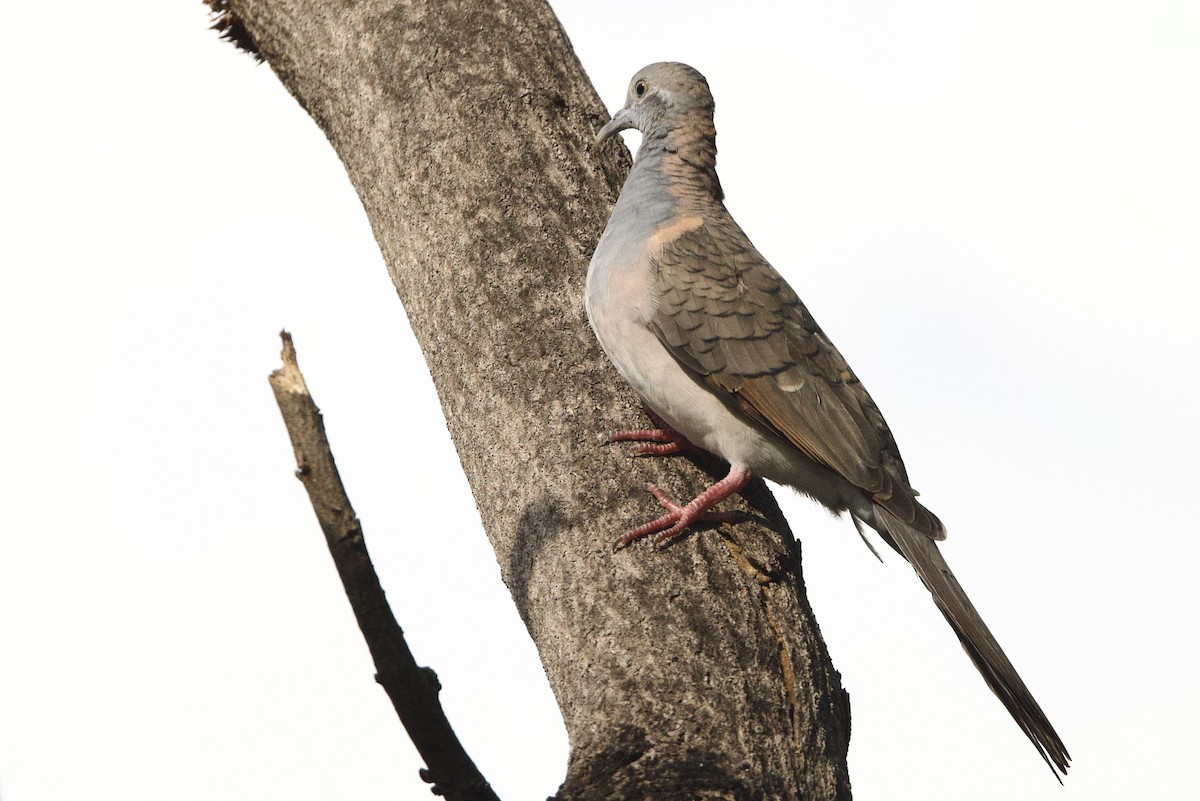 Bar-shouldered Dove - ML647056513