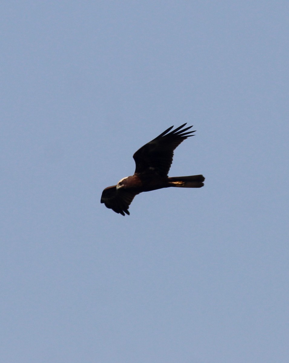 Western Marsh Harrier - ML647056514