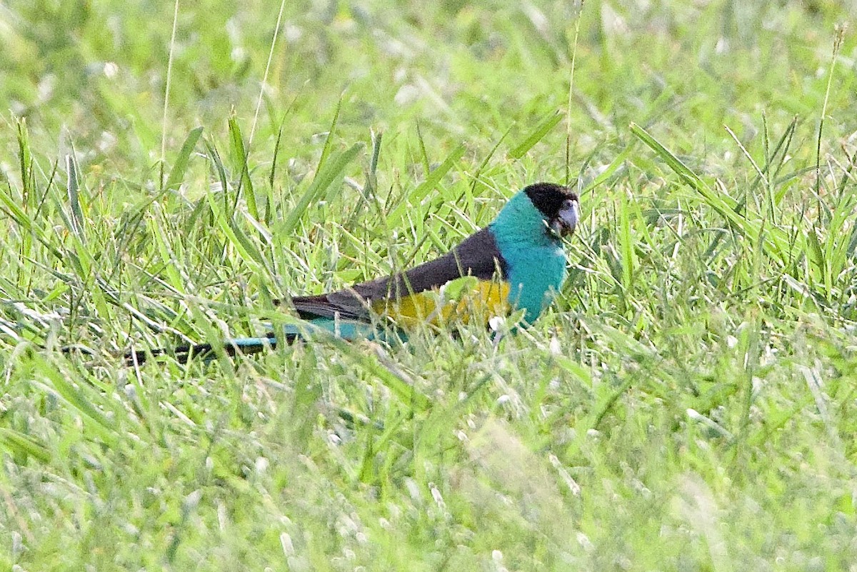 Hooded Parrot - ML647056516