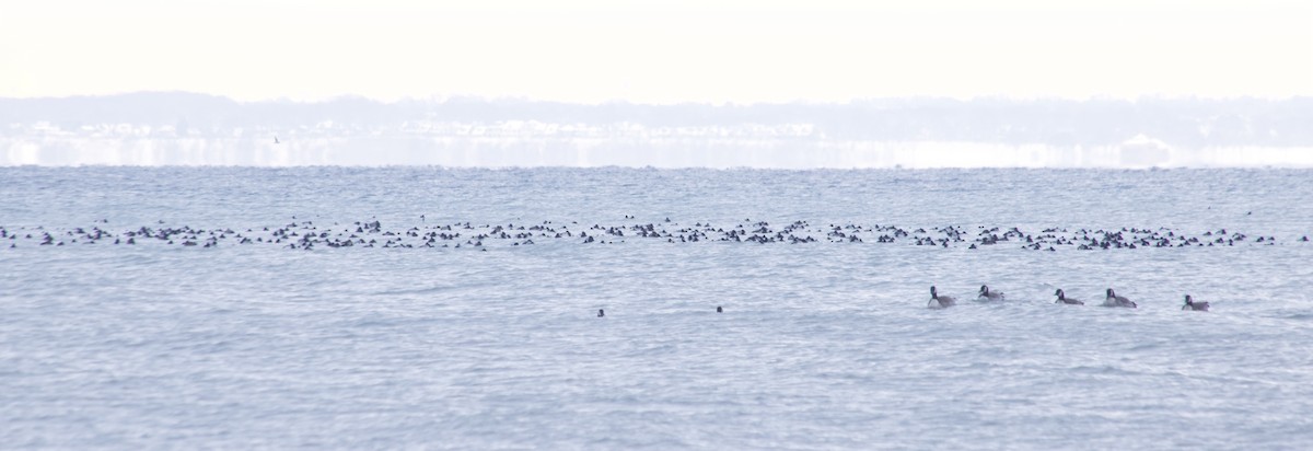 Lesser Scaup - ML647056530